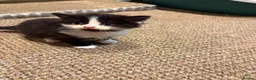 Mixed Breed cats for sale: For sale 4 beautiful Tabby x Kittens in Northampton - Advert 13
