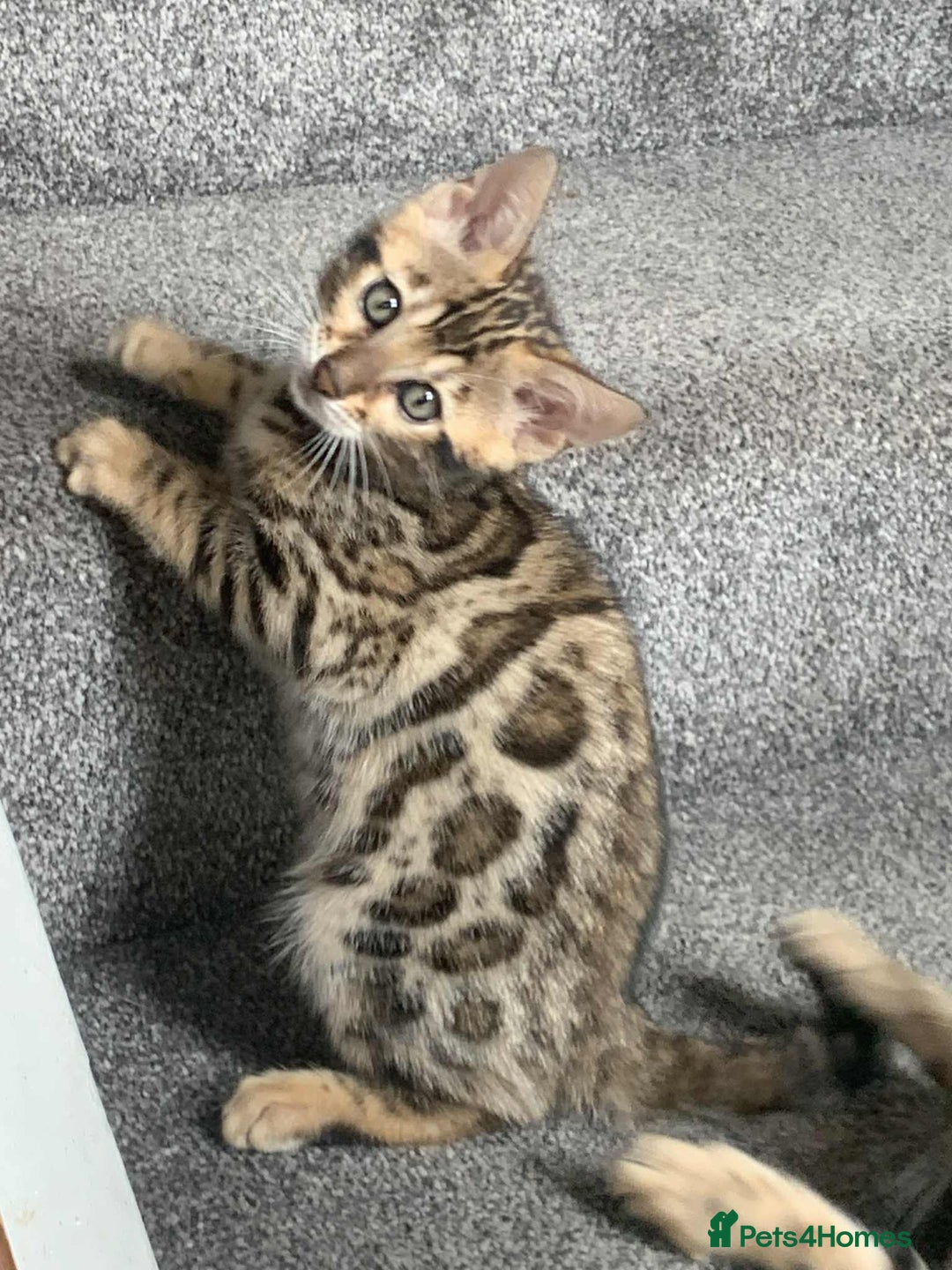 Bengal cats for sale: Bengal kittens - Image 7