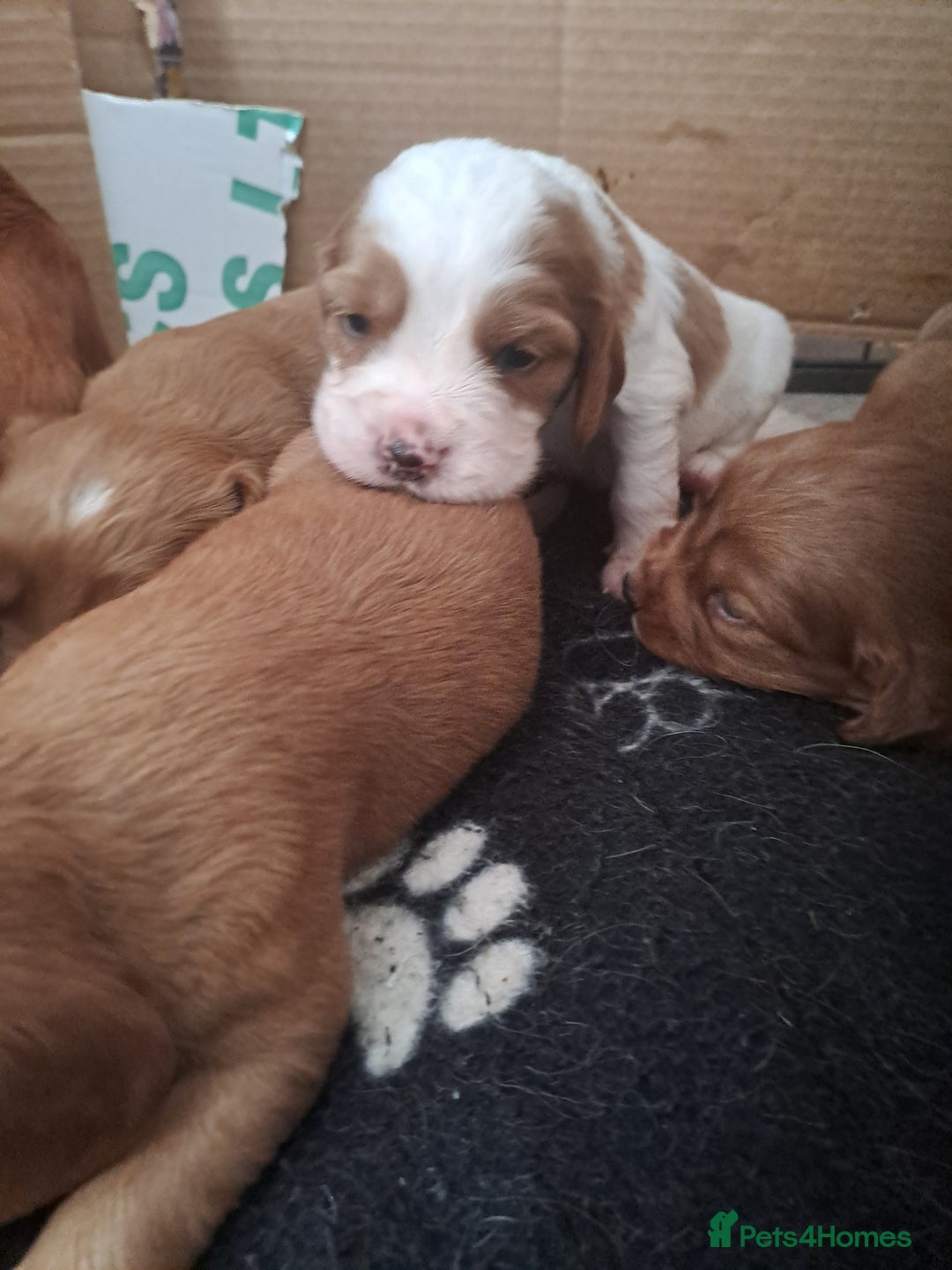 Cockalier dogs for sale: Cockerliers  health tested parents  - Image 17