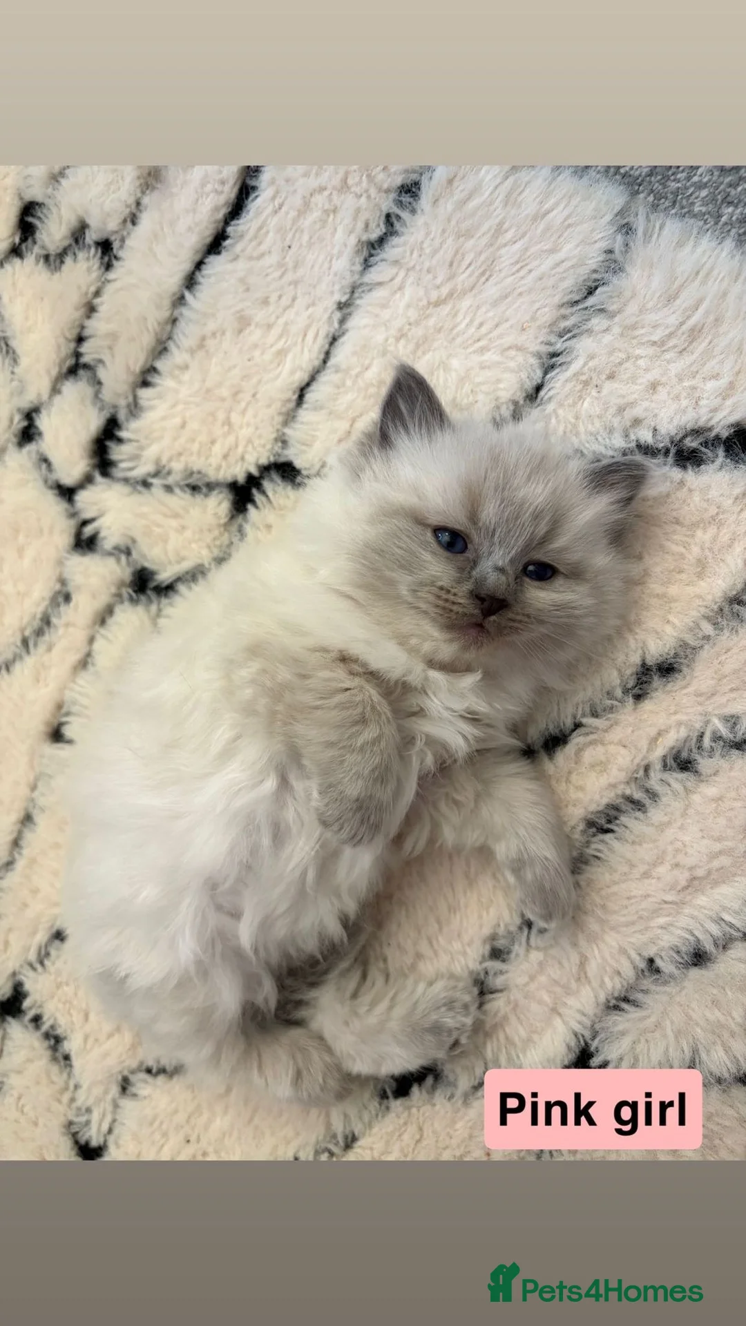 Ragdoll cats for sale: 5 Ragdoll Kittens 🐾  - Advert 9