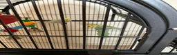 Budgerigars birds for sale: Male and Female Rainbow Budgies including cage - Advert 3