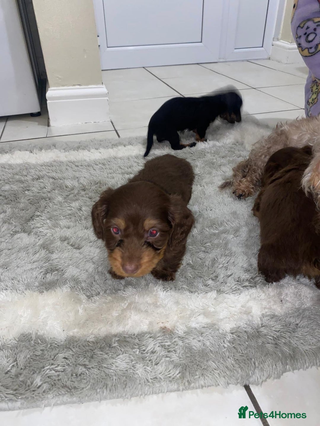 Miniature Dachshund dogs for sale: Beautiful Teckle puppies (Wire Hair Dachshunds) - Advert 3