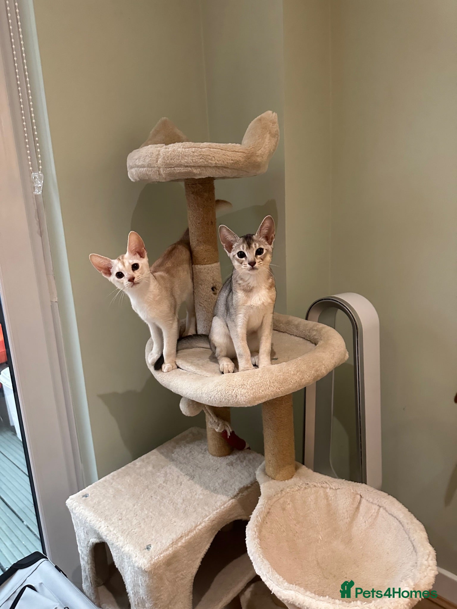 Abyssinian cats Silver Abyssinian kittens  - Advert 4