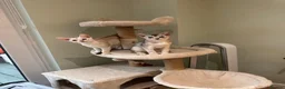 Abyssinian cats for sale: Silver Abyssinian kittens  - Advert 14