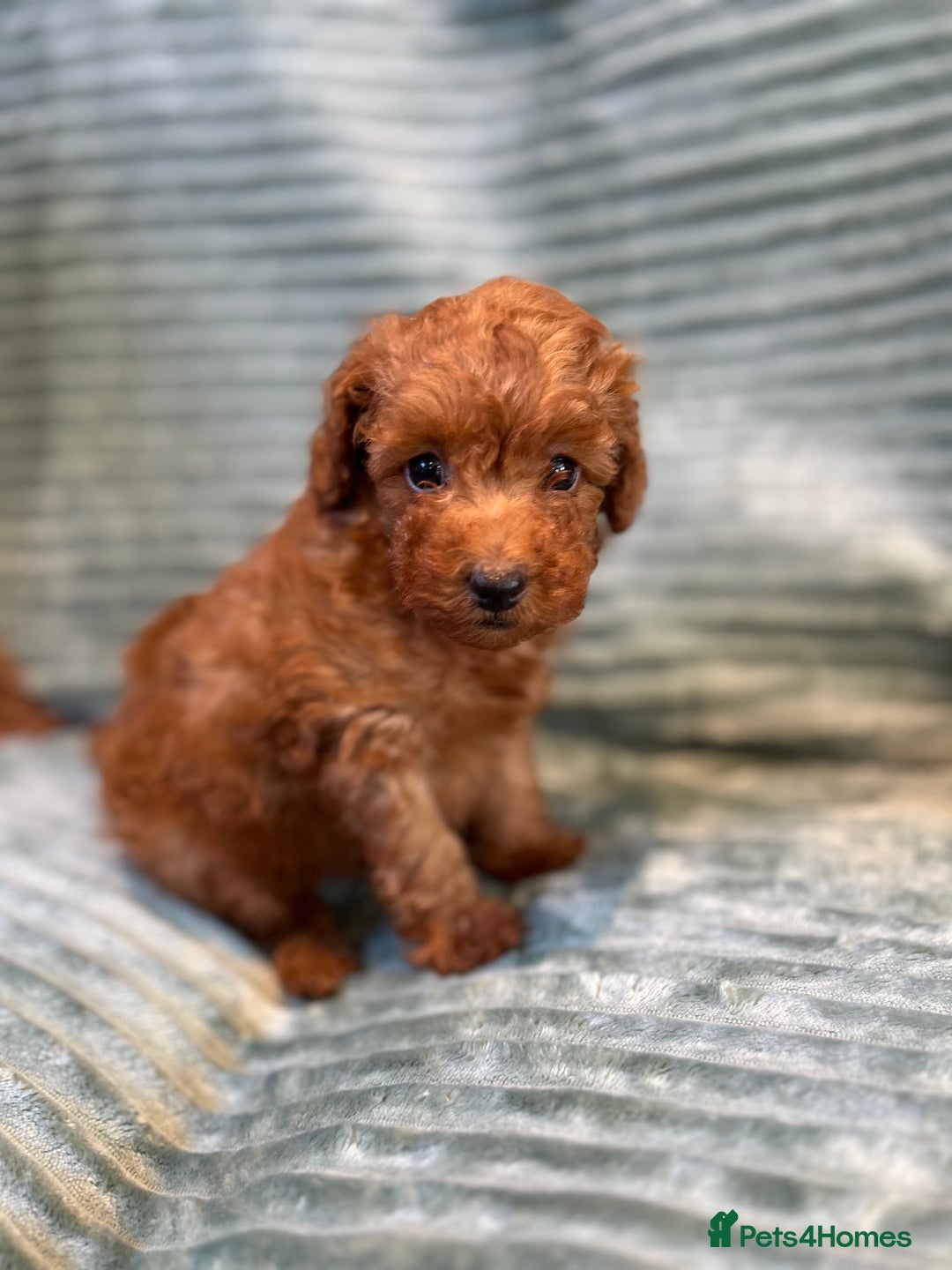 Toy Poodle dogs for sale: TINY TOY POODLE PUPPIES 5🌟LICENSED BREEDER  - Image 5