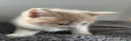 Mixed Breed cats for sale: Beautiful cream kittens for sale - Advert 4
