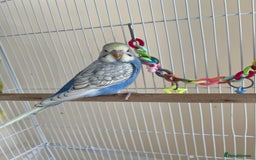 Budgerigars birds for sale: Male buddies  - Image 2