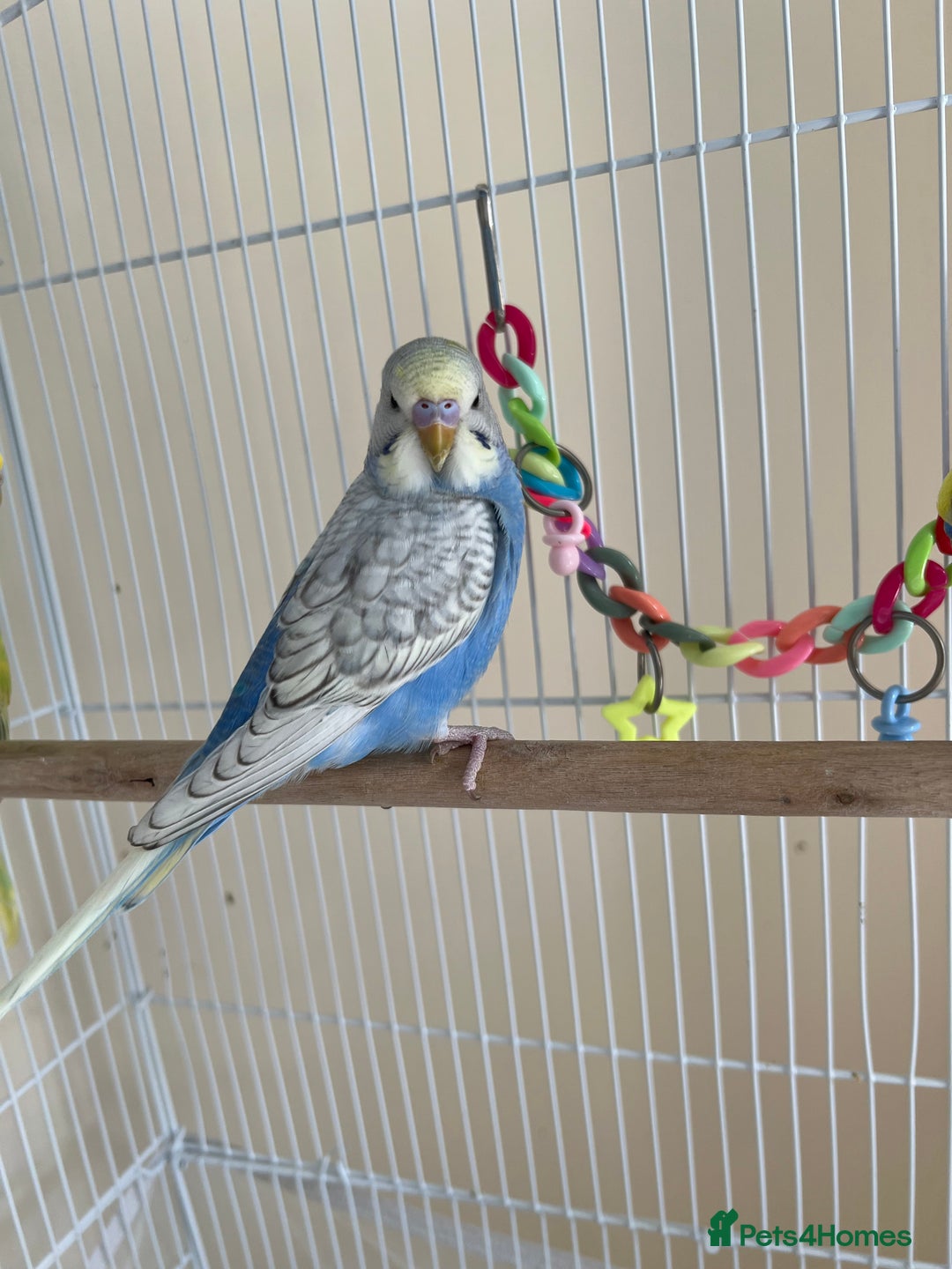 Budgerigars birds for sale: Male buddies  - Image 2