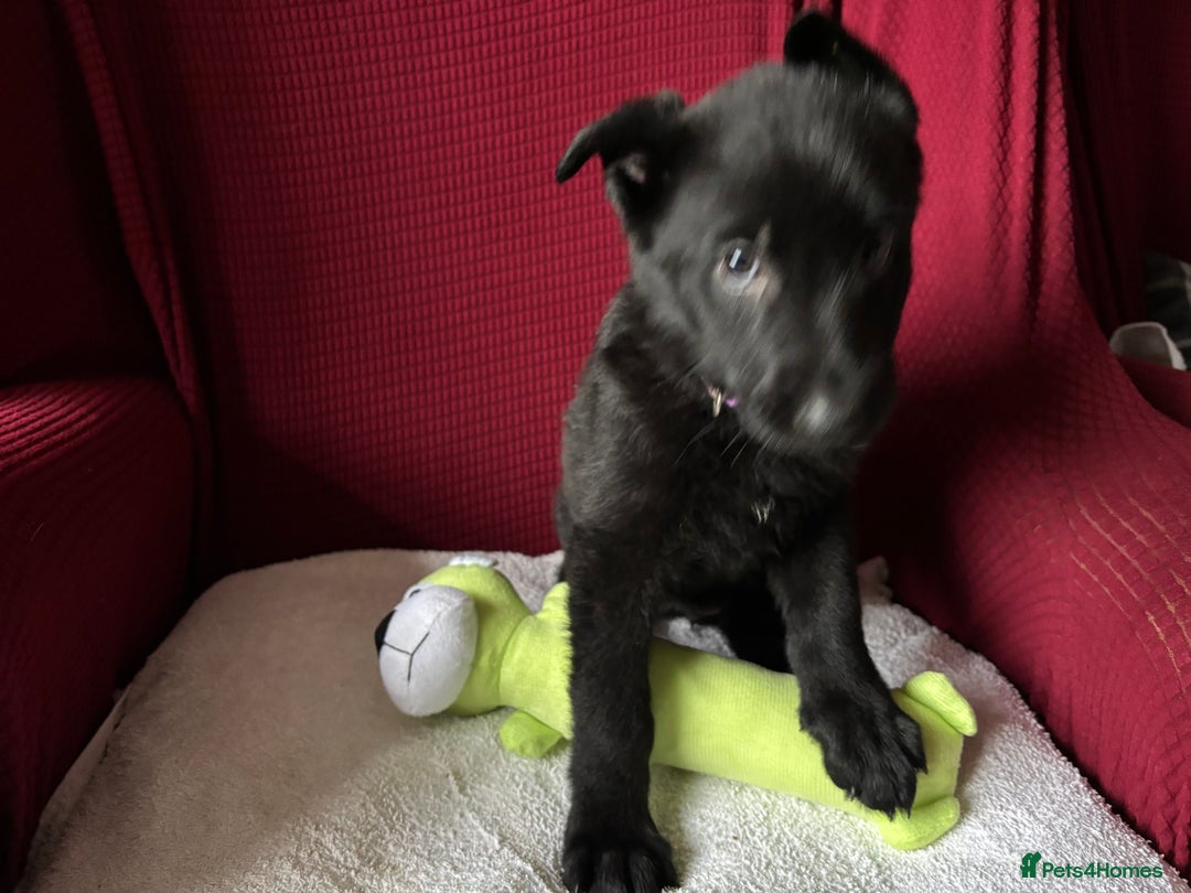 German Shepherd dogs for sale: Beautiful Black German Shepherd Puppies - Image 10