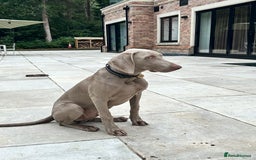 Weimaraner dogs for sale: Weimaraner 5 Months Old, Looking for a Loving Home - Image 3