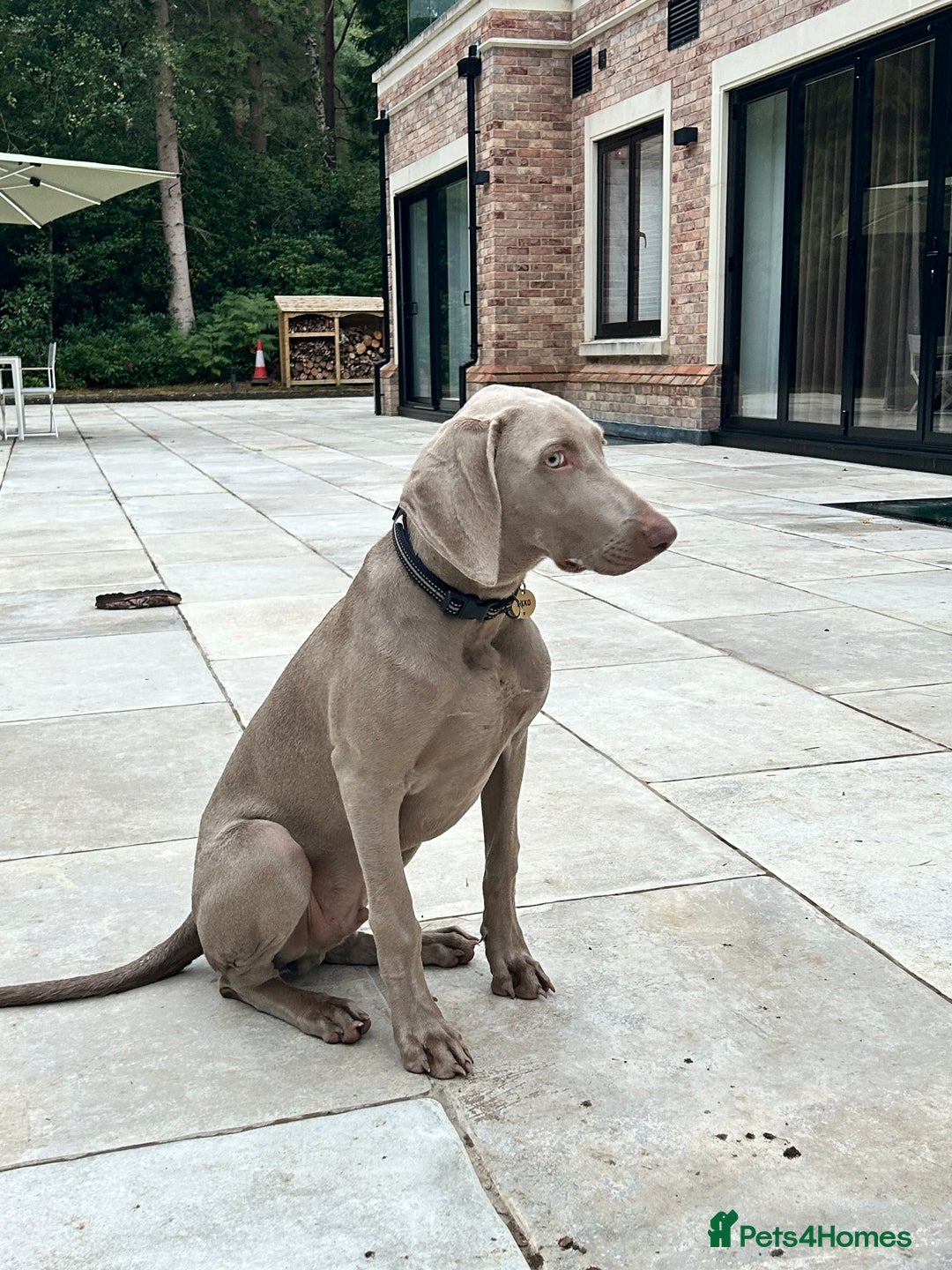 Weimaraner dogs for sale: Weimaraner 5 Months Old, Looking for a Loving Home - Image 3
