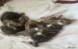 Mixed Breed cats for sale: KITTENS FOR SALE -READY TO LEAVE ON THE 5th 200£ - Image 2
