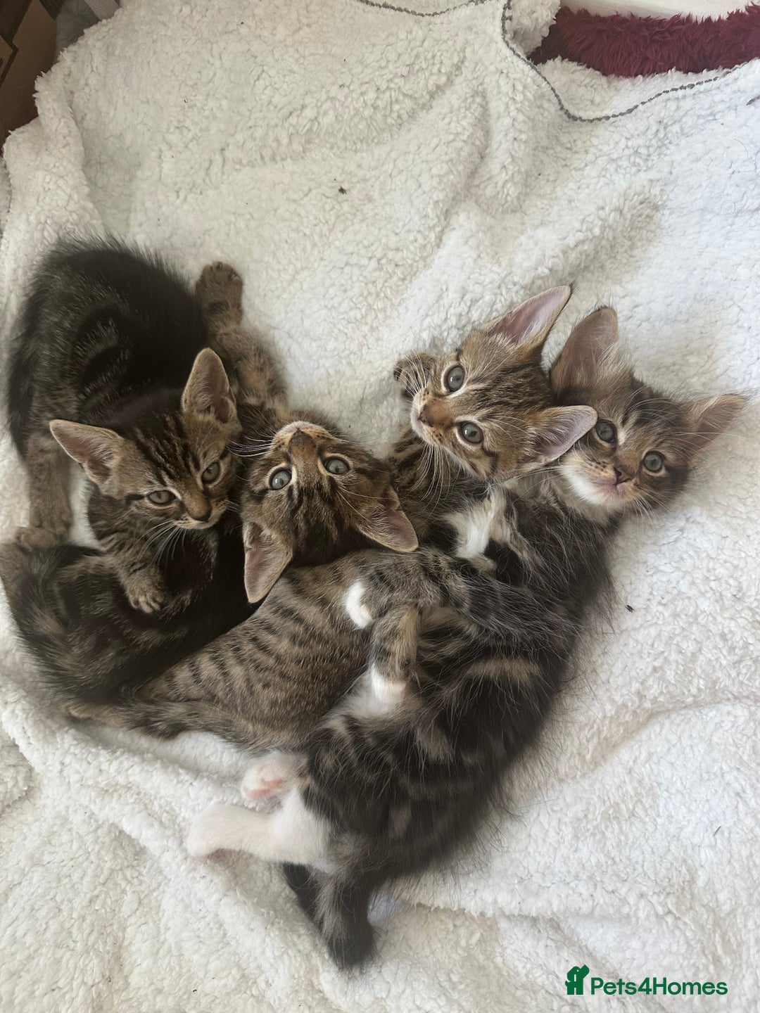 Mixed Breed cats for sale: KITTENS FOR SALE -READY TO LEAVE ON THE 5th 200£ - Image 2