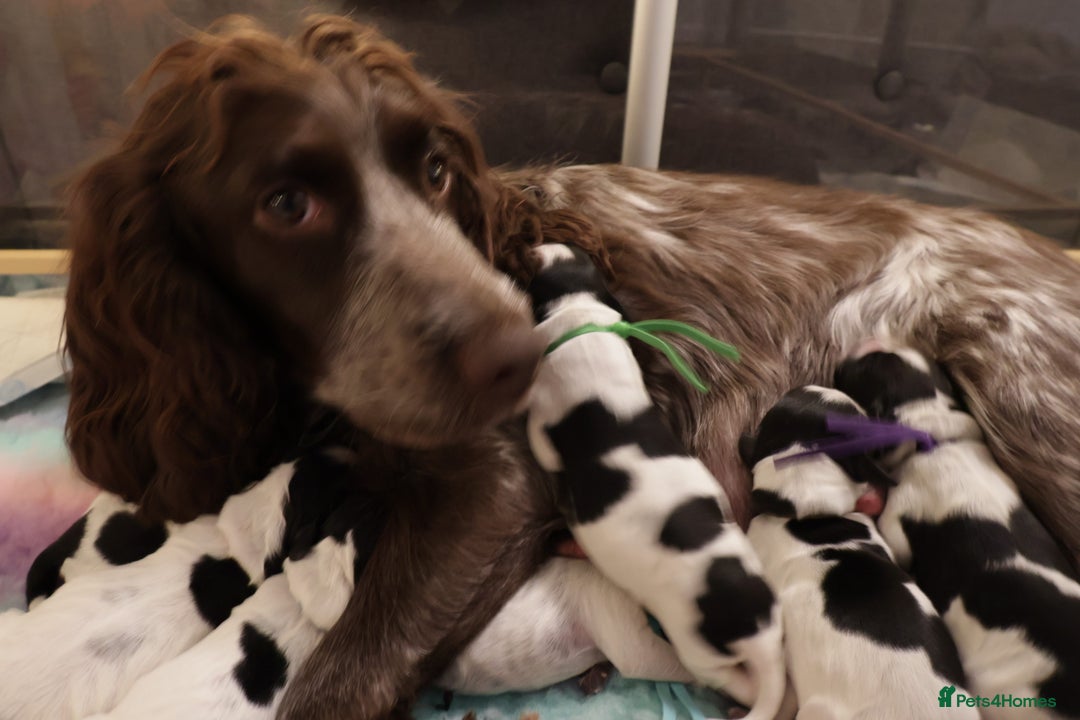 Cocker Spaniel dogs for sale: blue roan working cocker spaniels  - Advert 8