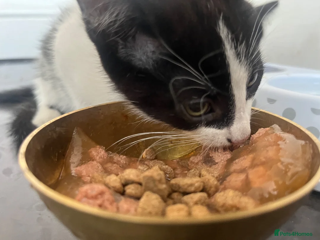 Mixed Breed cats for sale: Two Cats in Birmingham - Advert 3