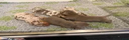 Dachshund dogs for sale: Reg miniature smooth daschunds  - Advert 9