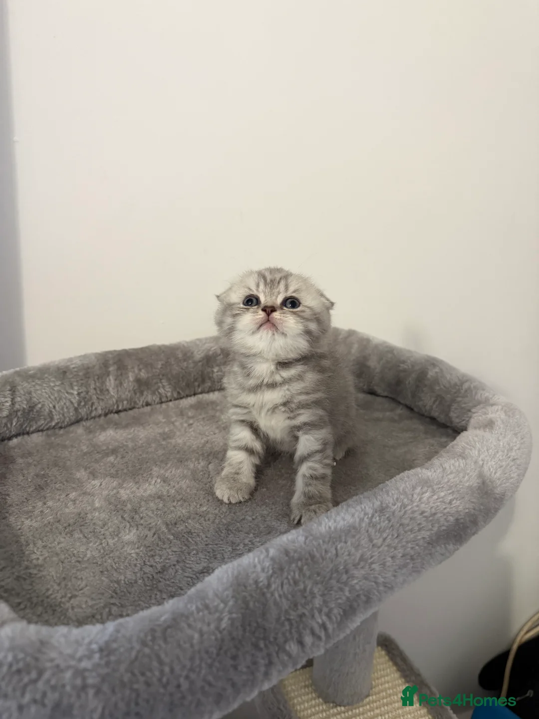Scottish Fold cats for sale: Scottish fold female kitten pure breed in London - Advert 16