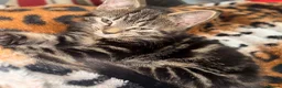 Mixed Breed cats for sale: Female Kitten - Advert 9