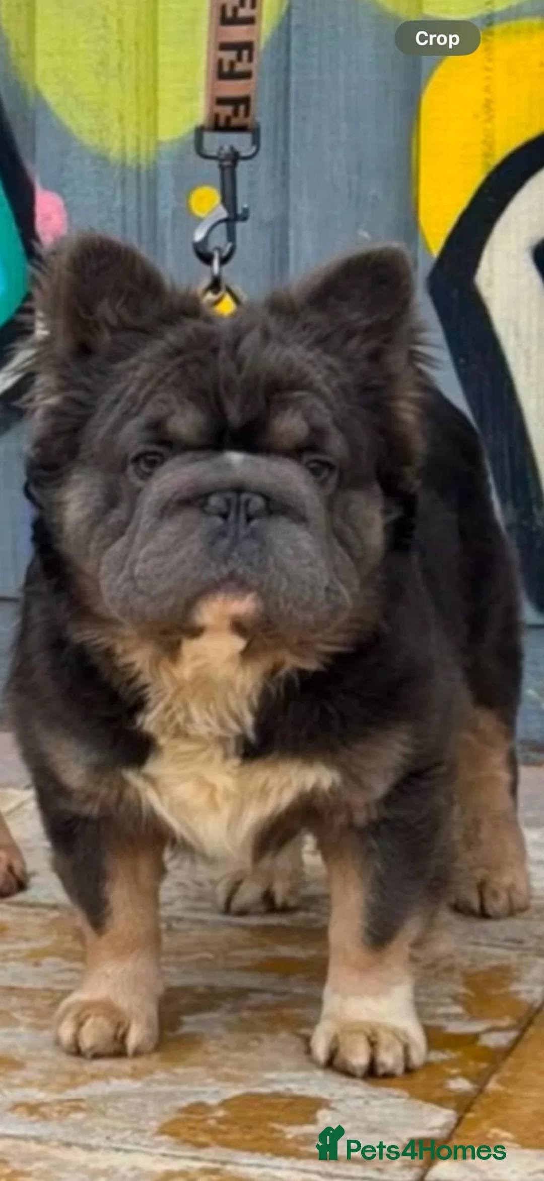 French Bulldog dogs for stud: Fluffy big🪢carrying testable& pink French bulldog in Manchester - Advert 2