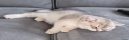 British Shorthair cats for sale: Golden British babies - Advert 8