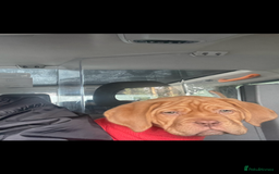 Dogue De Bordeaux dogs for sale: Dogue De Bordeaux 3 years old female  - Image 5