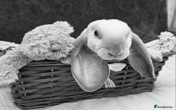 Mini Lop rabbits for sale: Baby velveteen lops & adult mini rex  - Image 1