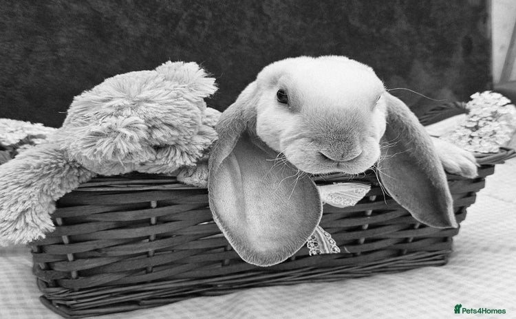 Mini Lop rabbits - Advert 4