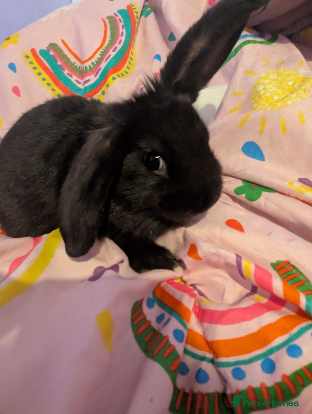Rex rabbits for sale: Baby rabbits 1 boy and 1 girl left  - Image 3