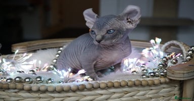 Sphynx cats - Advert 14