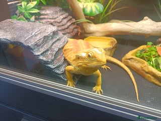 Bearded Dragon reptiles - Advert 2