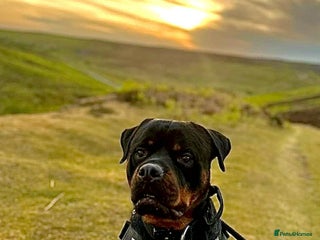 Rottweiler dogs Diesel - Advert 4