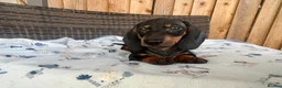 Dachshund dogs for sale: Dachshund  - Advert 12