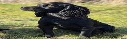Cocker Spaniel dogs for sale: Top Quality KC  Working Cocker Spaniel puppies  in Cardiff - Advert 7