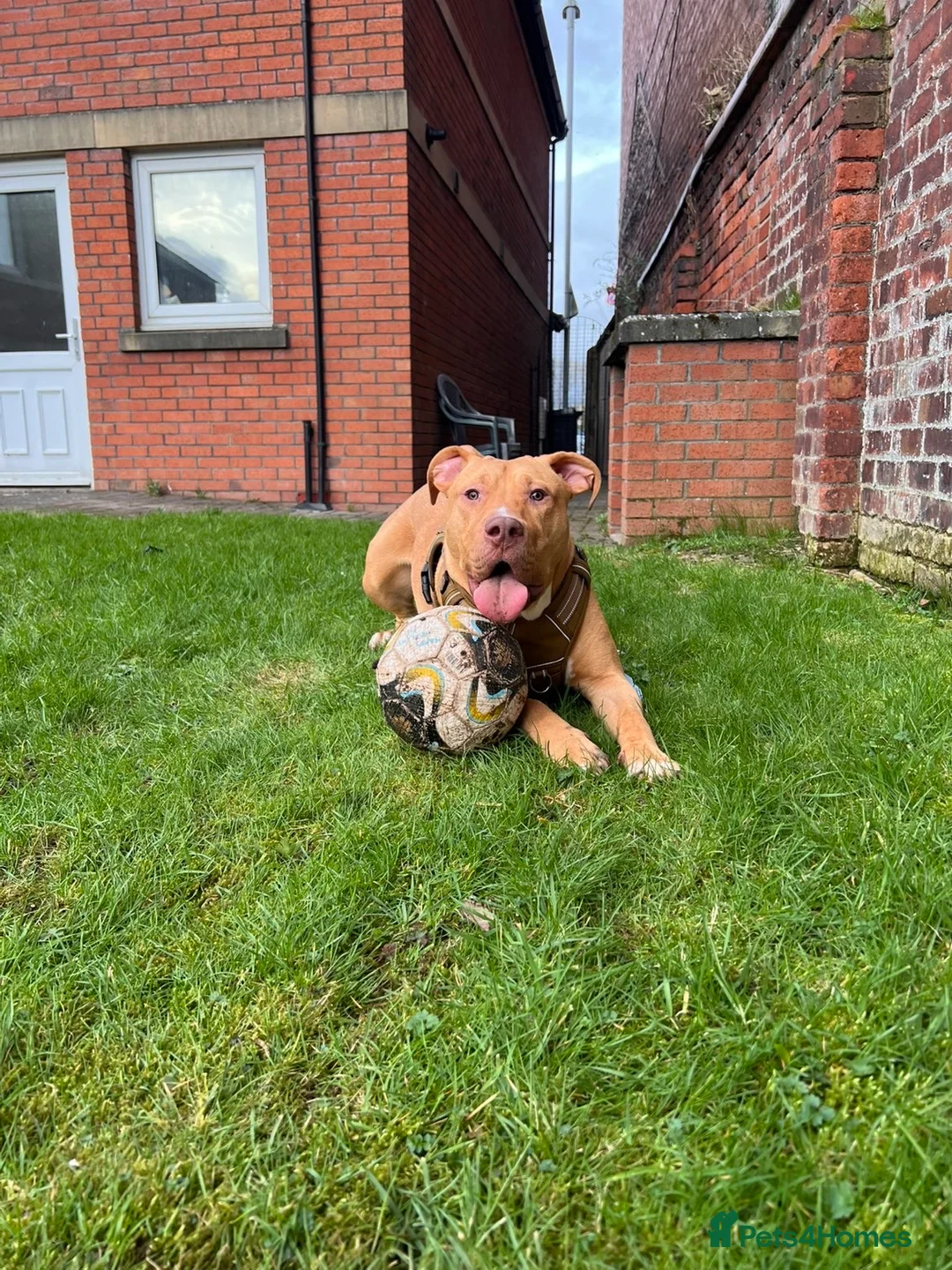Mixed Breed dogs for sale: 11 month old male  in Carlisle - Advert 2