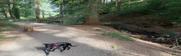 Borador dogs for sale: NESSA in Minehead - Advert 1