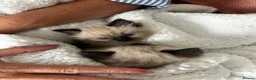 Ragdoll cats for sale: Ragdoll kittens - Advert 4