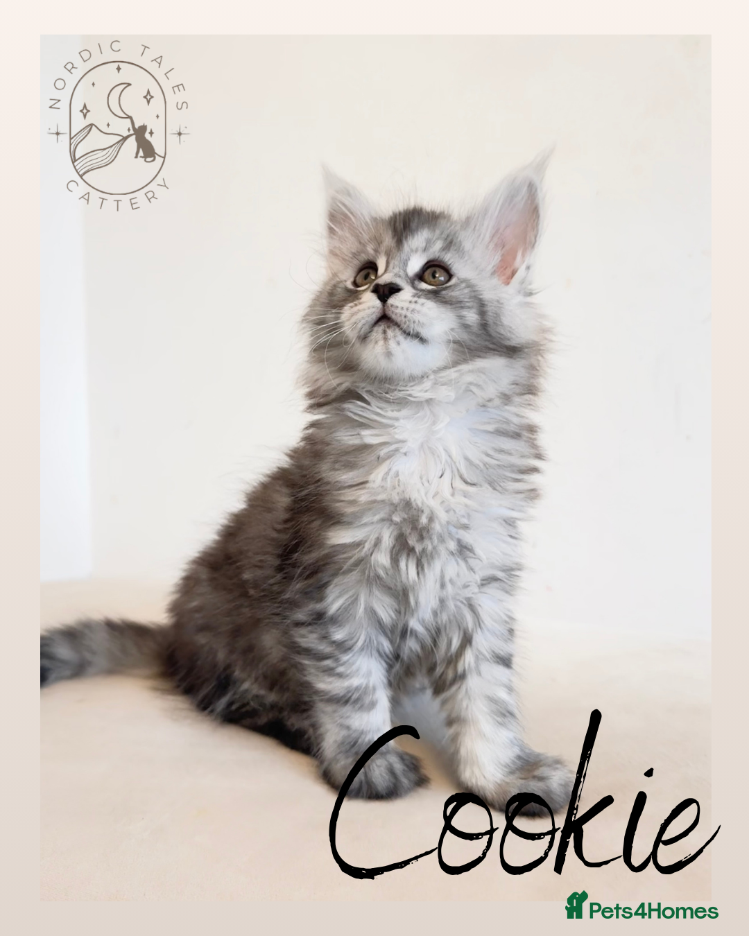Maine Coon cats for sale: High Smoke, Smoke & Tabby Maine Coons - Advert 9