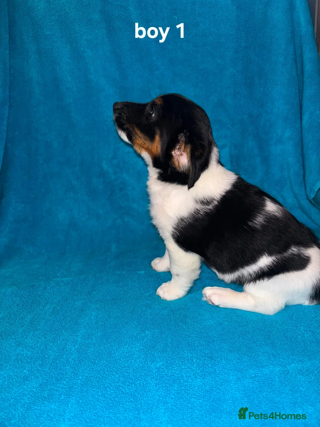 Jack Russell dogs for sale: Jackrussell in Bishop Auckland - Advert 6