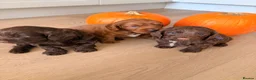 Cockapoo dogs for sale: F1B cockapoo puppies in Kilwinning - Advert 5