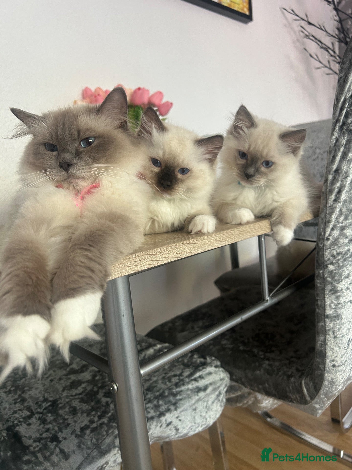 Ragdoll cats Ragdoll - Advert 4