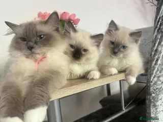 Ragdoll cats Ragdoll - Advert 4