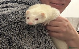 Ferret rodents for sale: Trio of micro and trio of standard ferrets - Image 2
