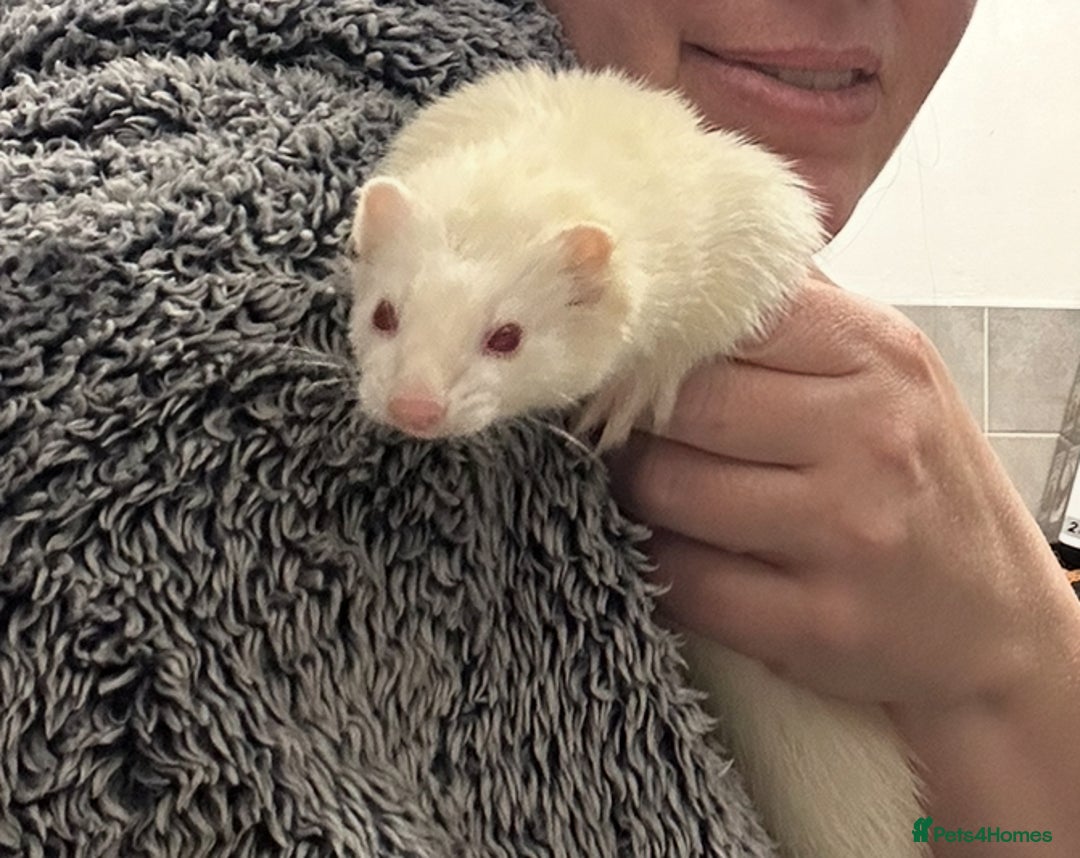 Ferret rodents for sale: Trio of micro and trio of standard ferrets - Image 2