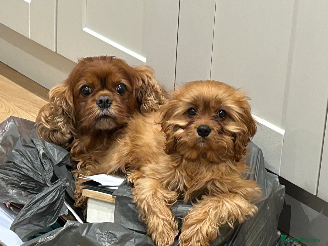 Cavalier King Charles Spaniel dogs for sale: Cavalier King Charles male kc reg - Advert 3