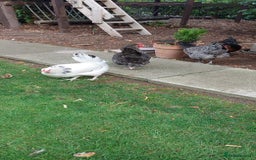 Chickens poultry for sale: Pure Breed Point of lay hens - Image 7