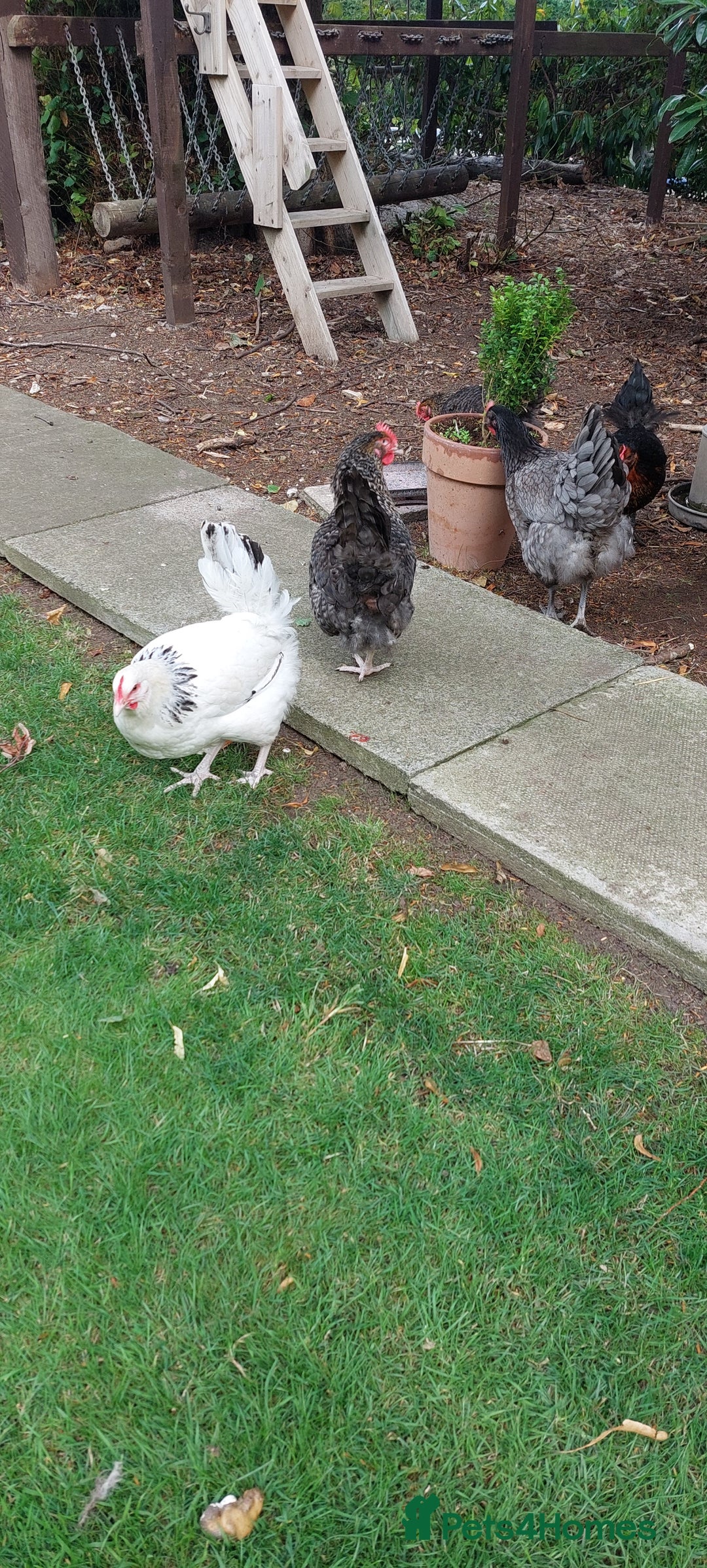 Chickens poultry for sale: Pure Breed Point of lay hens - Image 7