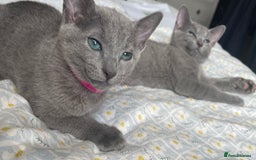 Russian Blue cats for sale: Pedigree Russian blue kittens - Ready to go - Image 2