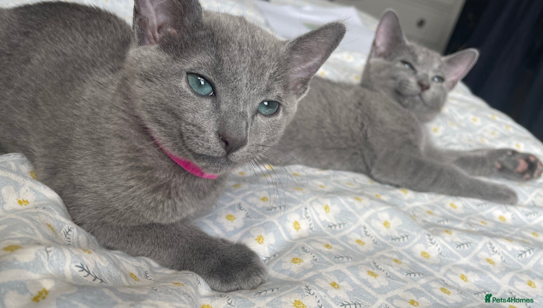 Russian Blue cats for sale: Pedigree Russian blue kittens - Ready to go - Image 2