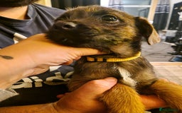 Border Terrier dogs for sale: Border Terrier pups - Image 7
