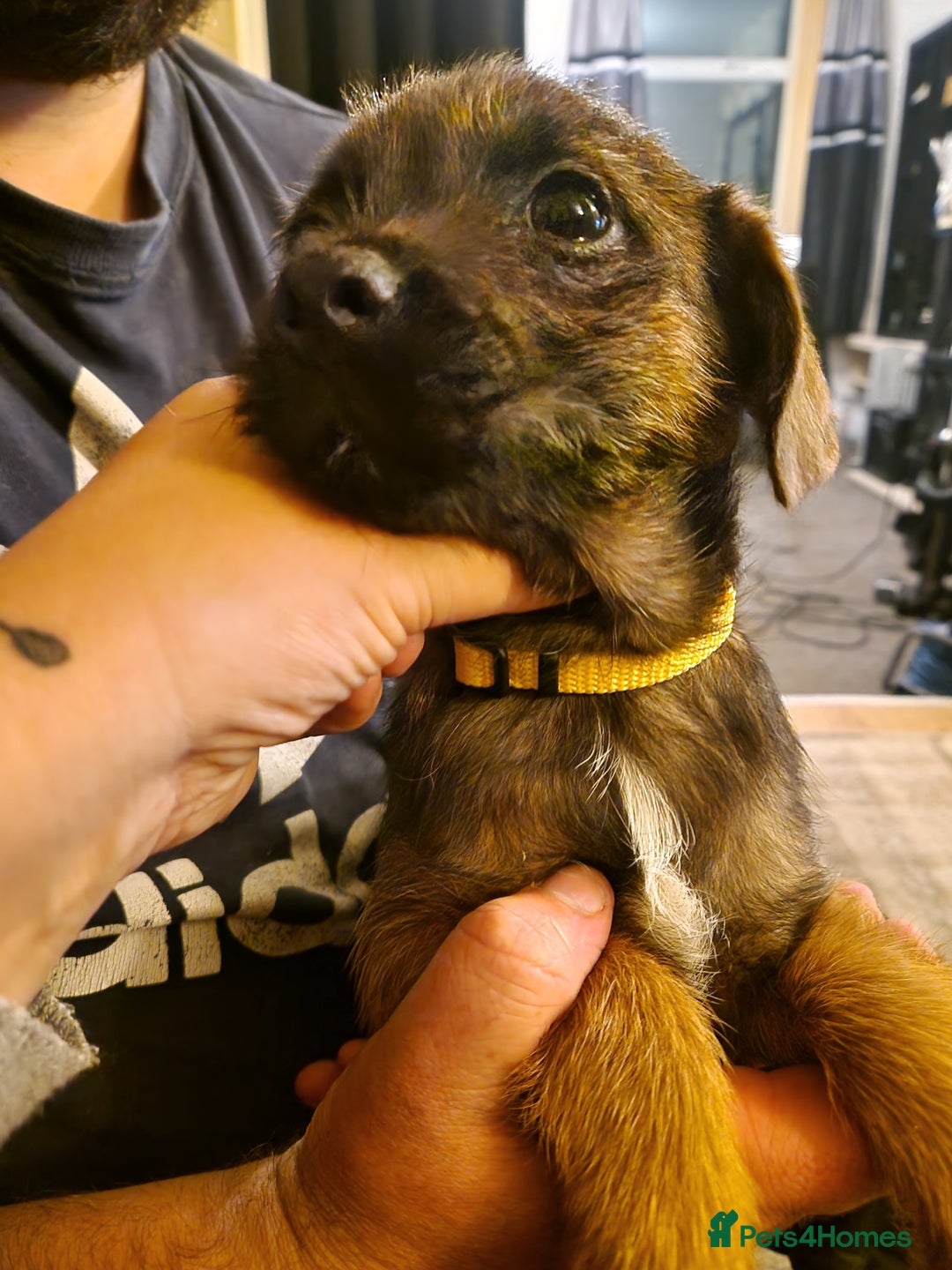 Border Terrier dogs for sale: Border Terrier pups - Image 7
